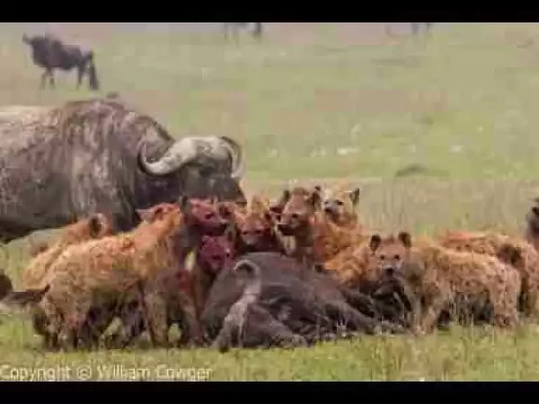 Video: TOP 10 HYENAS ATTACK || Hyenas vs Cheetah, Wild Dogs, Buffalo, Wildebeest,...